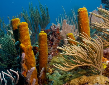 Der Klimawandel bedroht die Korallenriffe - © Dominik Vögtli
