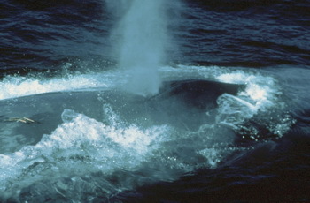 Der mächtige Blas eines Blauwals - © Fred Benko, NOAA