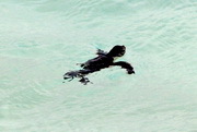 Schildkrötennachwuchs auf Resortinsel - © Velassaru Maldives