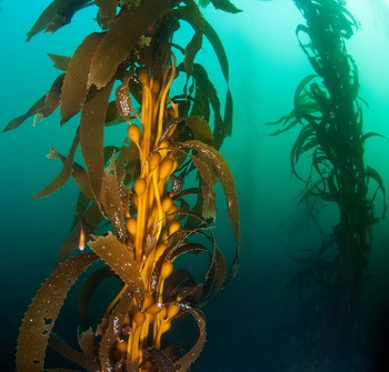 Riesentang (Macrocystis pyrifera) in der Bucht von Monterey (Kalifornien), © Christian Jogler/DSMZ