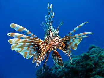 Rotfeuerfisch. Invasive Art: Rotfeuerfische bedrohen die Artenvielfalt in der Karibik  - © ranzablitz