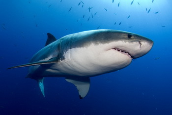 Weißer Hai - zur Jagd freigegeben in Westaustralien (© Werner Thiele)